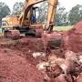 Cattle sacrificed in Mato Grosso do Sul, Brazil
