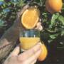 Orange tree and orange juice from Brazil