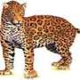Brazil's onça (jaguar) threatened with extinction in Atlantic Rainforest