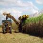 A sugarcane plantation in Brazil