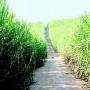 Sugarcane plantation in Paraíba state, Brazil