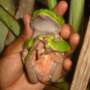 The poisonous tree frog found in the Brazilian Amazon
