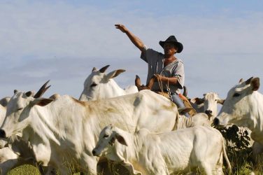 Brazilian cattle