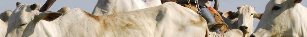 Brazilian cattle