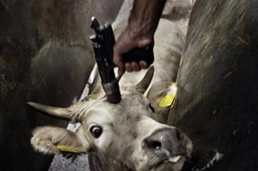 Cattle being killed in Brazil