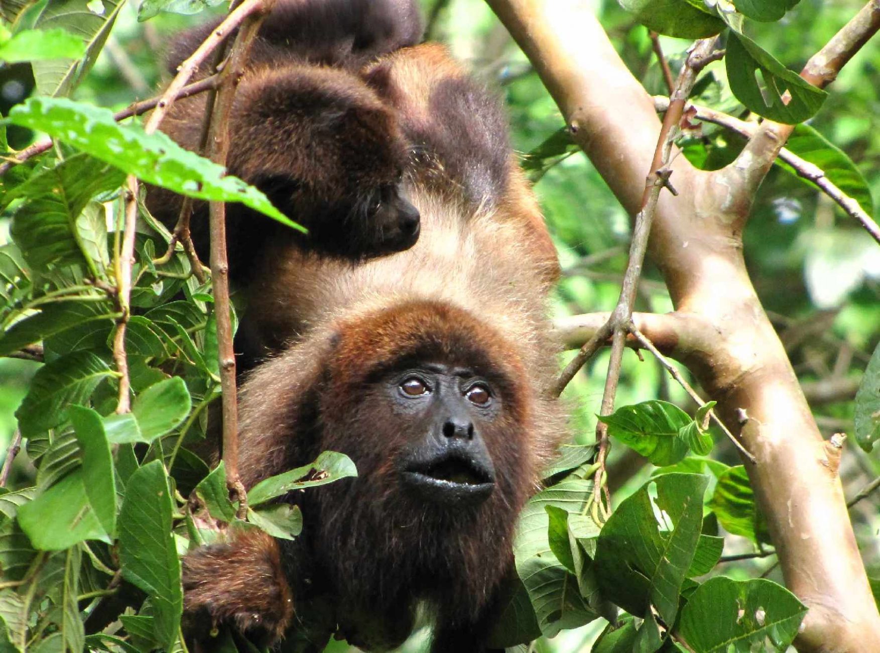 Hundreds of howler monkeys have been killed by the yellow fever virus. Credit: Carla Possamai, Muriqui Project of Caratinga