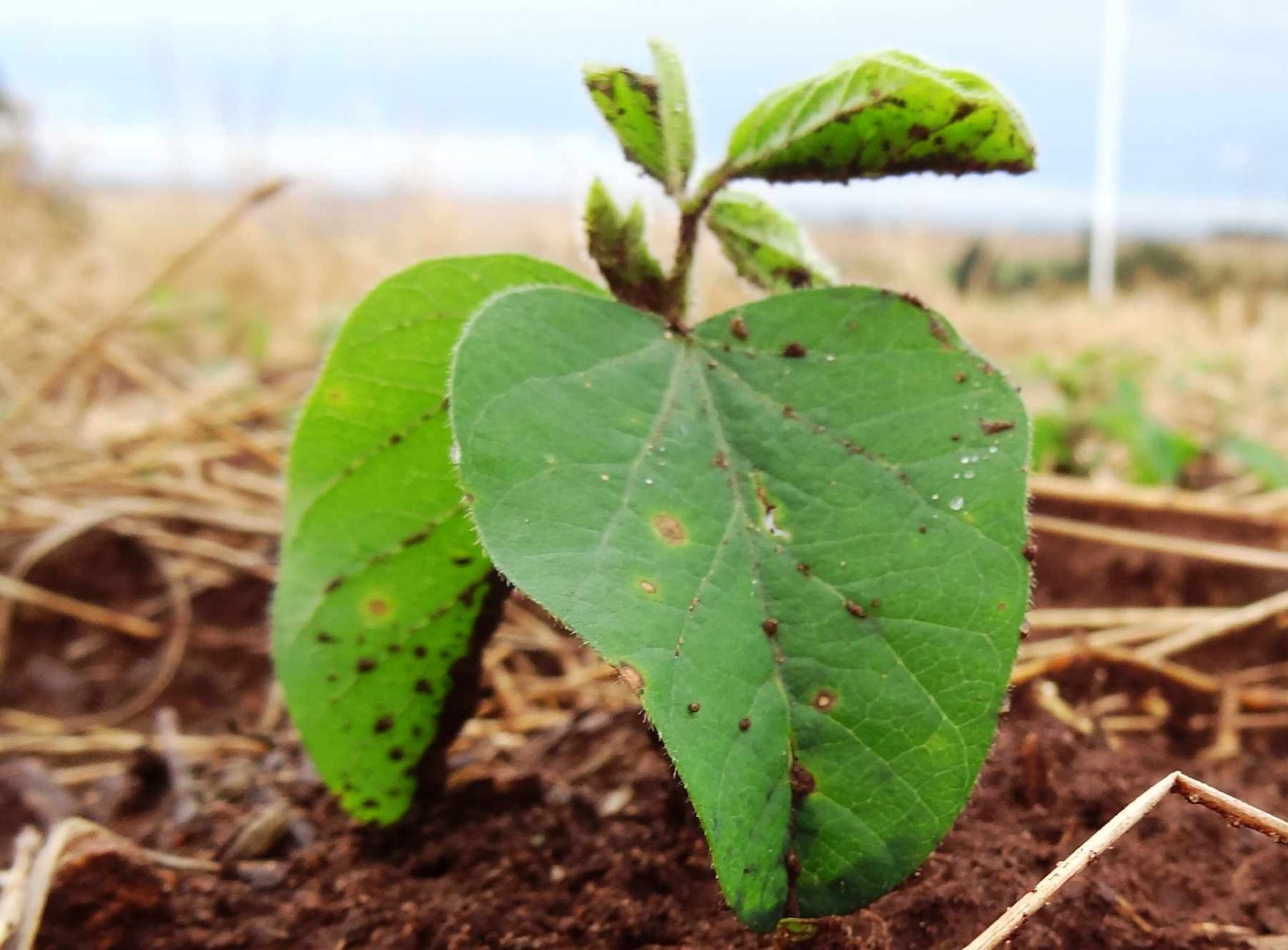 Soy plant in the Amazon