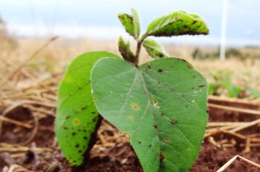 Soy plant in the Amazon