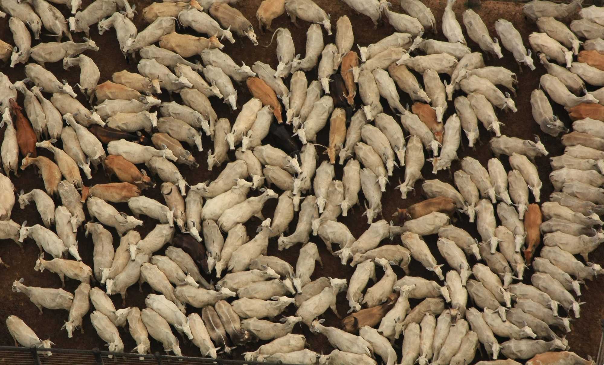 Cattle raised in the Brazilian Amazon