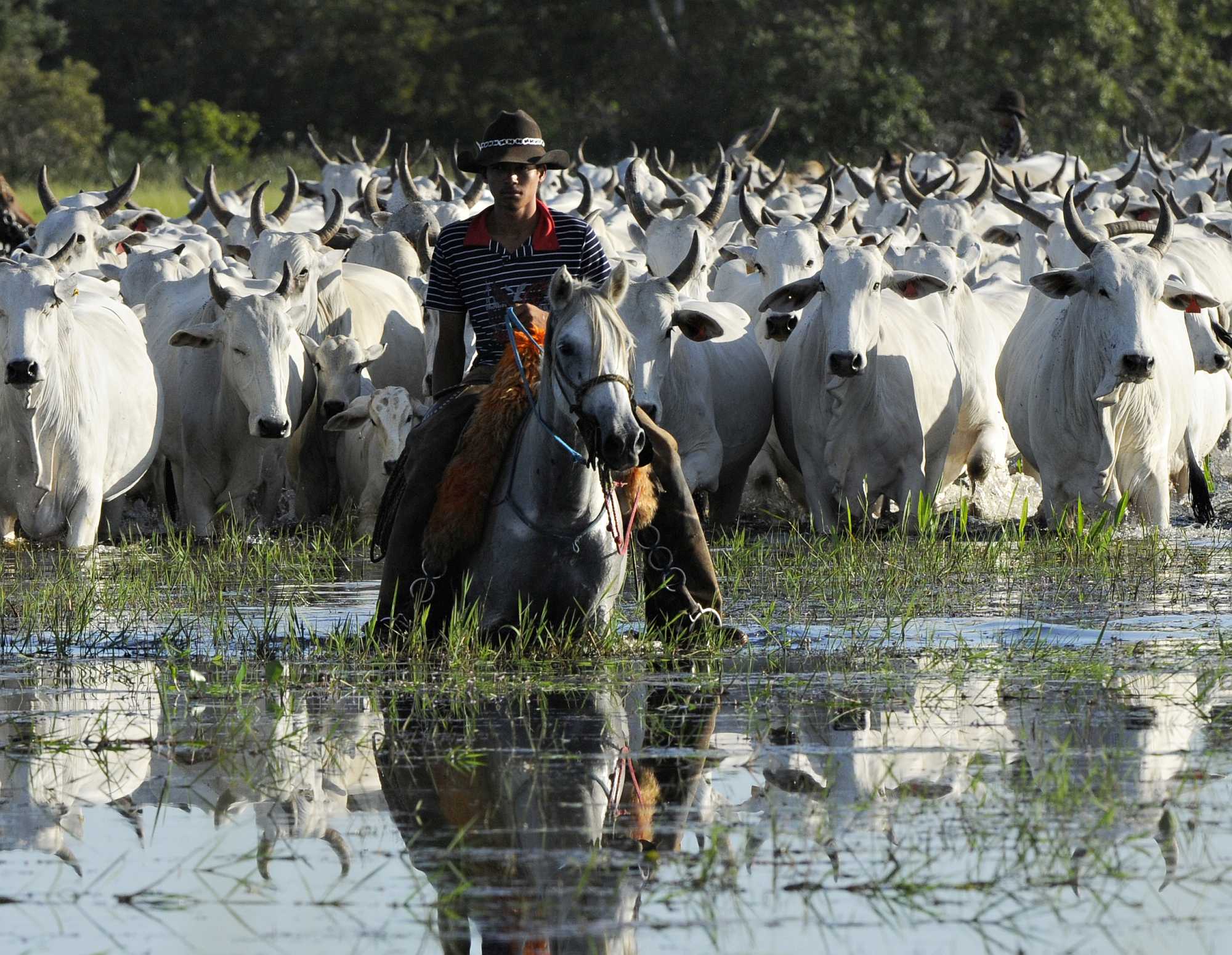 Many areas in the Amazon are cleared to raise cattle - Adriano Gambarini/WWF-Brasil