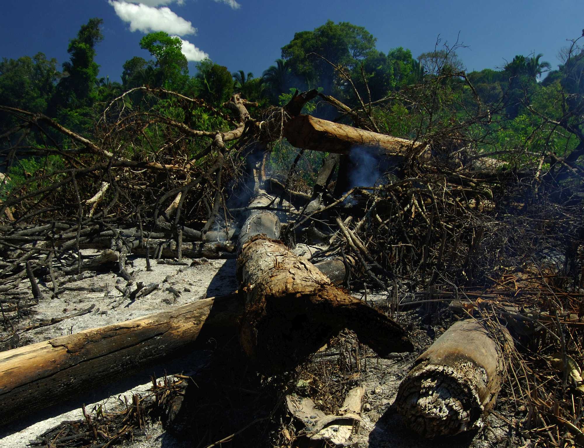Amazon deforestation grew 29% in 2016