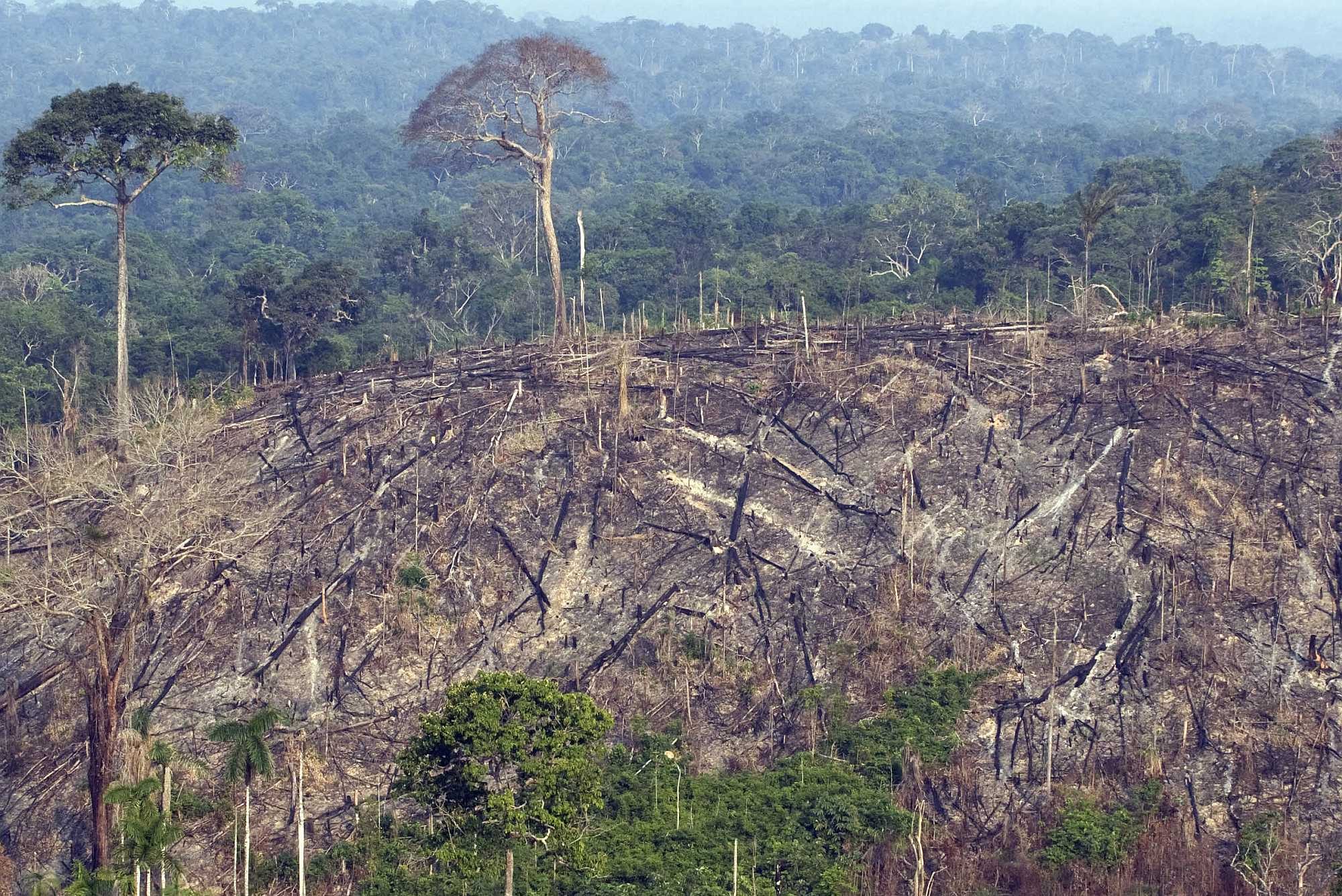 Burnt out area of the Jamanxim National Forest in the Amazon state of Pará - Photo: Antonio Scorza