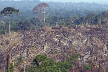 Burnt out area of the Jamanxim National Forest in the Amazon state of Pará - Photo: Antonio Scorza