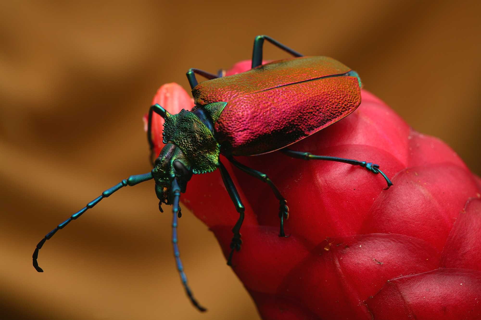 A beetle from Brazil's Atlantic Forest