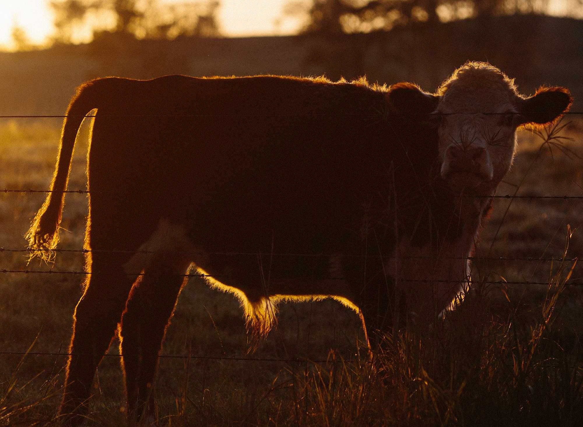 Cow on grass land. Author: Alex Andrews