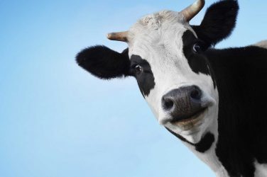 Cattle raising in the Amazon is responsible for 65% of the forest destruction