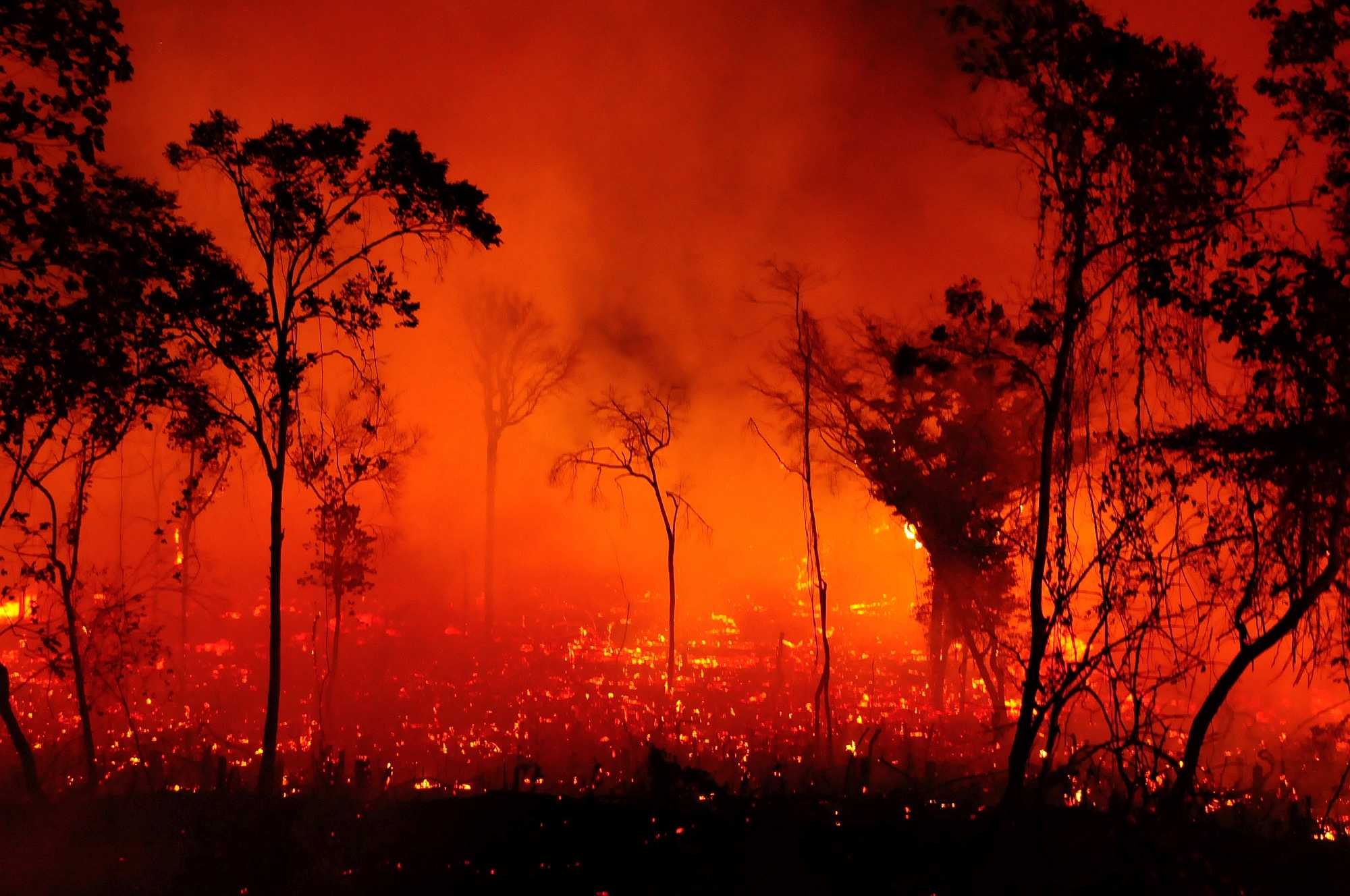 Forest on fire in Brazil