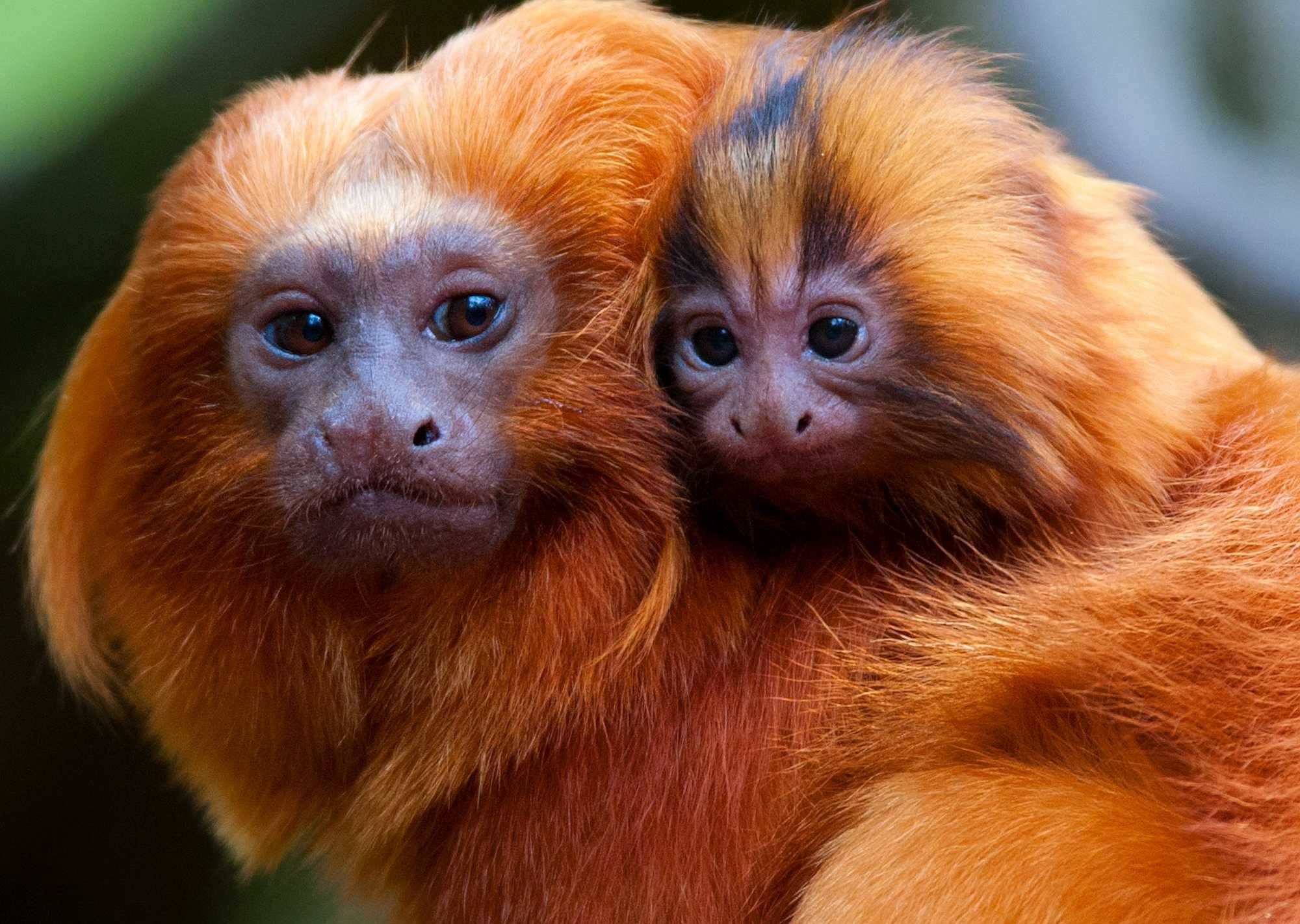 The golden lion tamarin is an endangered species native of Brazil - Eric Gevaert