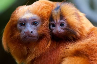 The golden lion tamarin is an endangered species native of Brazil - Eric Gevaert