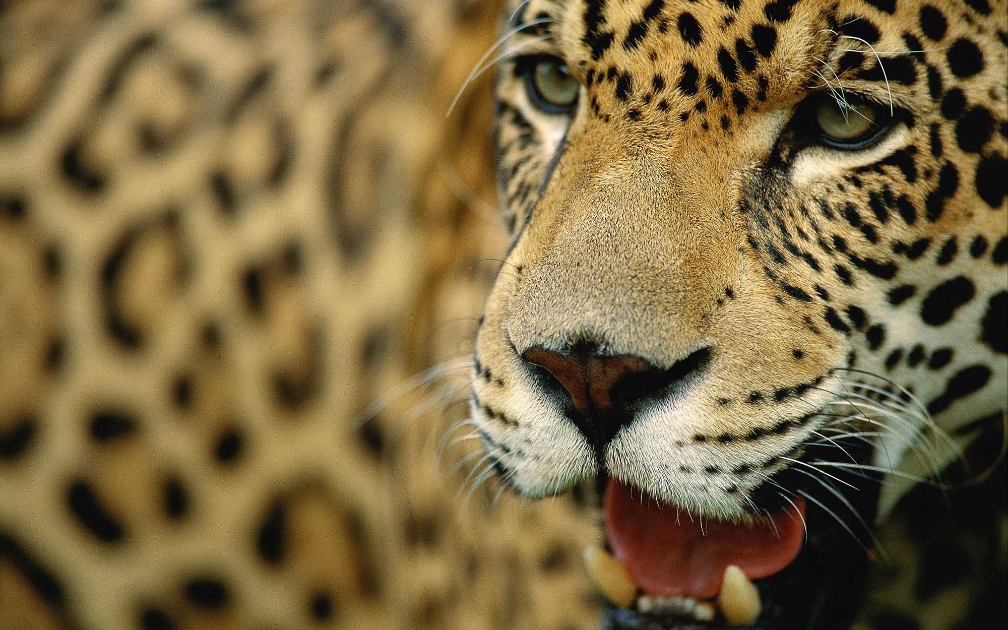 Brazil's jaguar (onça pintada)