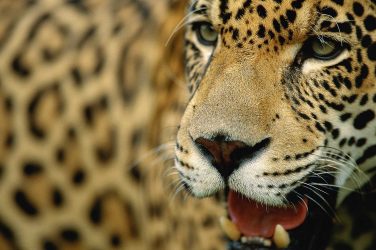 Brazil's jaguar (onça pintada)