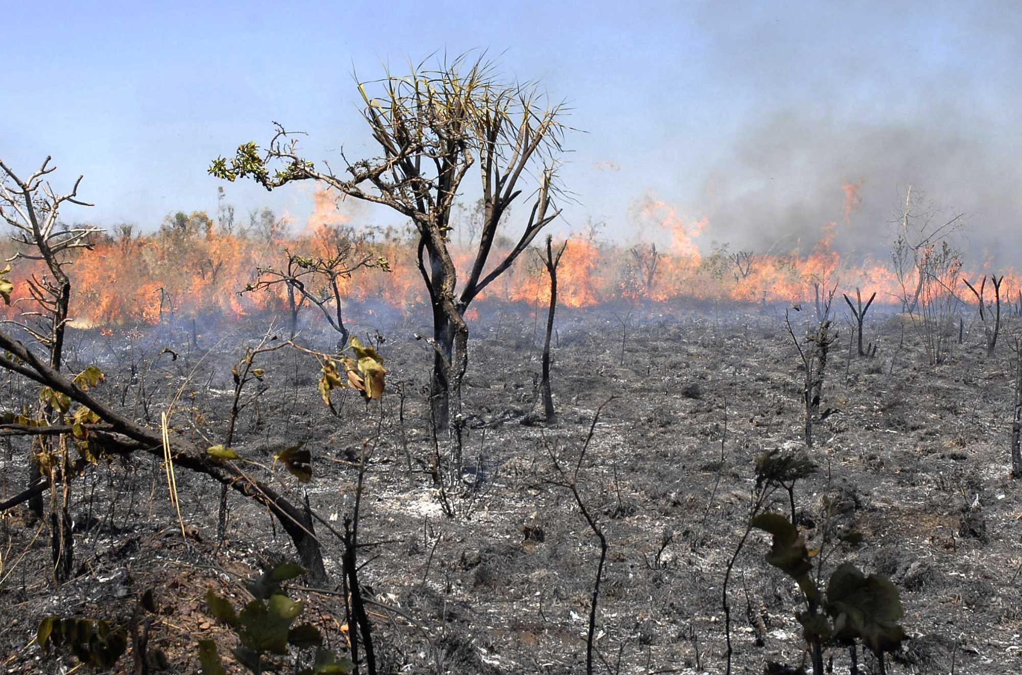 Fire it the cheapest and most common way of clearing land in the Amazon.