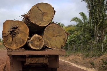 Tree trunks loaded on a truck in the Brazilian Amazon