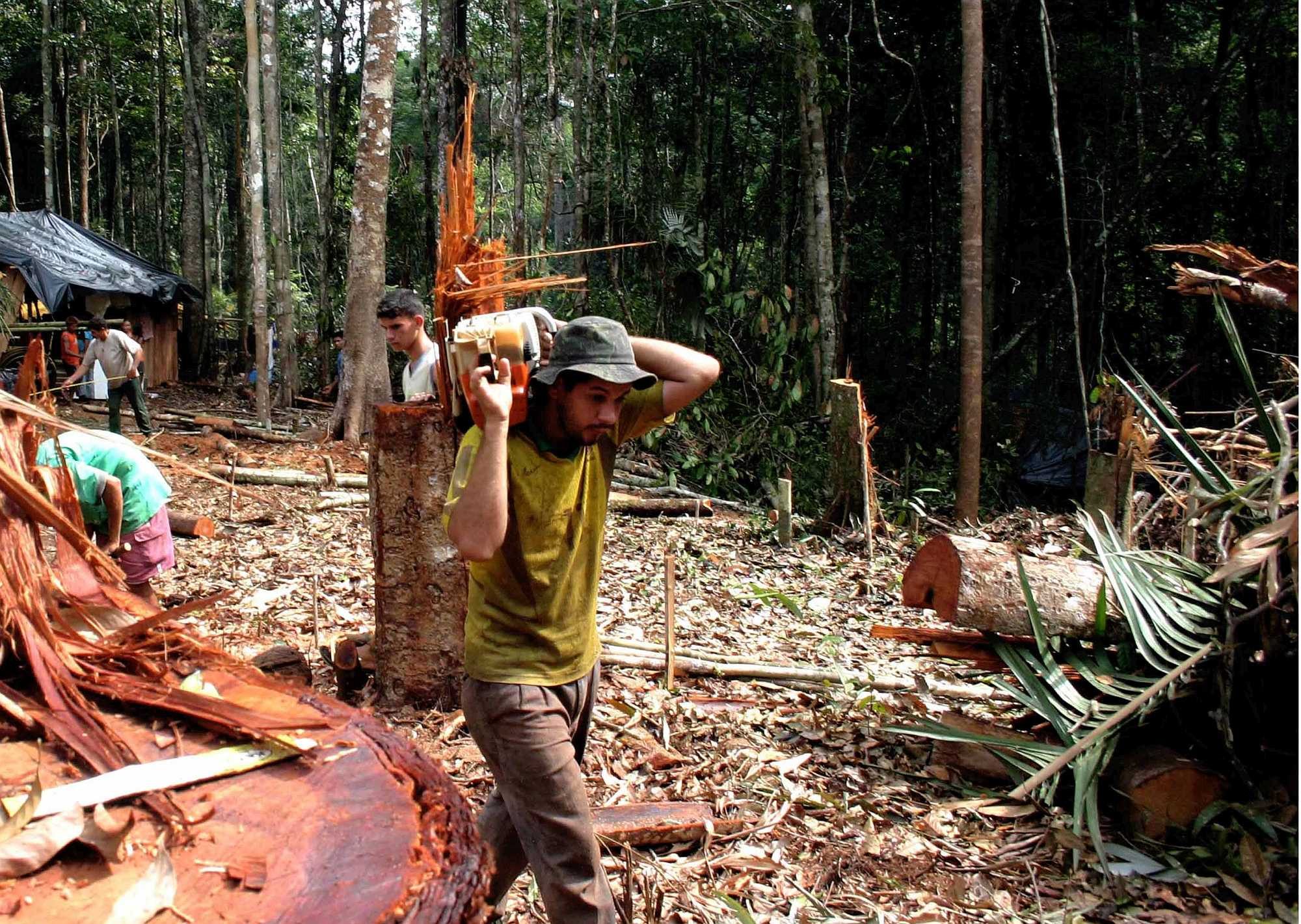 Loggers cutting Amazon's giant trees