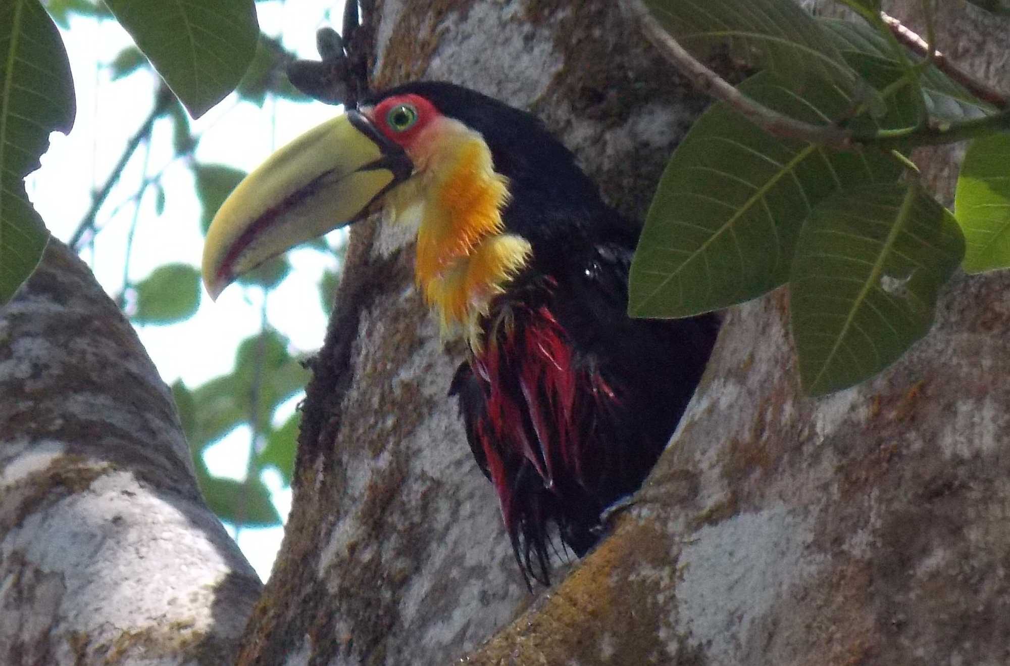 Brazil's national bird, the toucan, in the Amazon forest