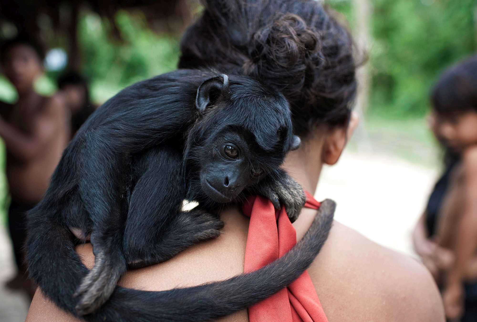 Baby monkey with Awá women - Photo by D Pugliese/Survival