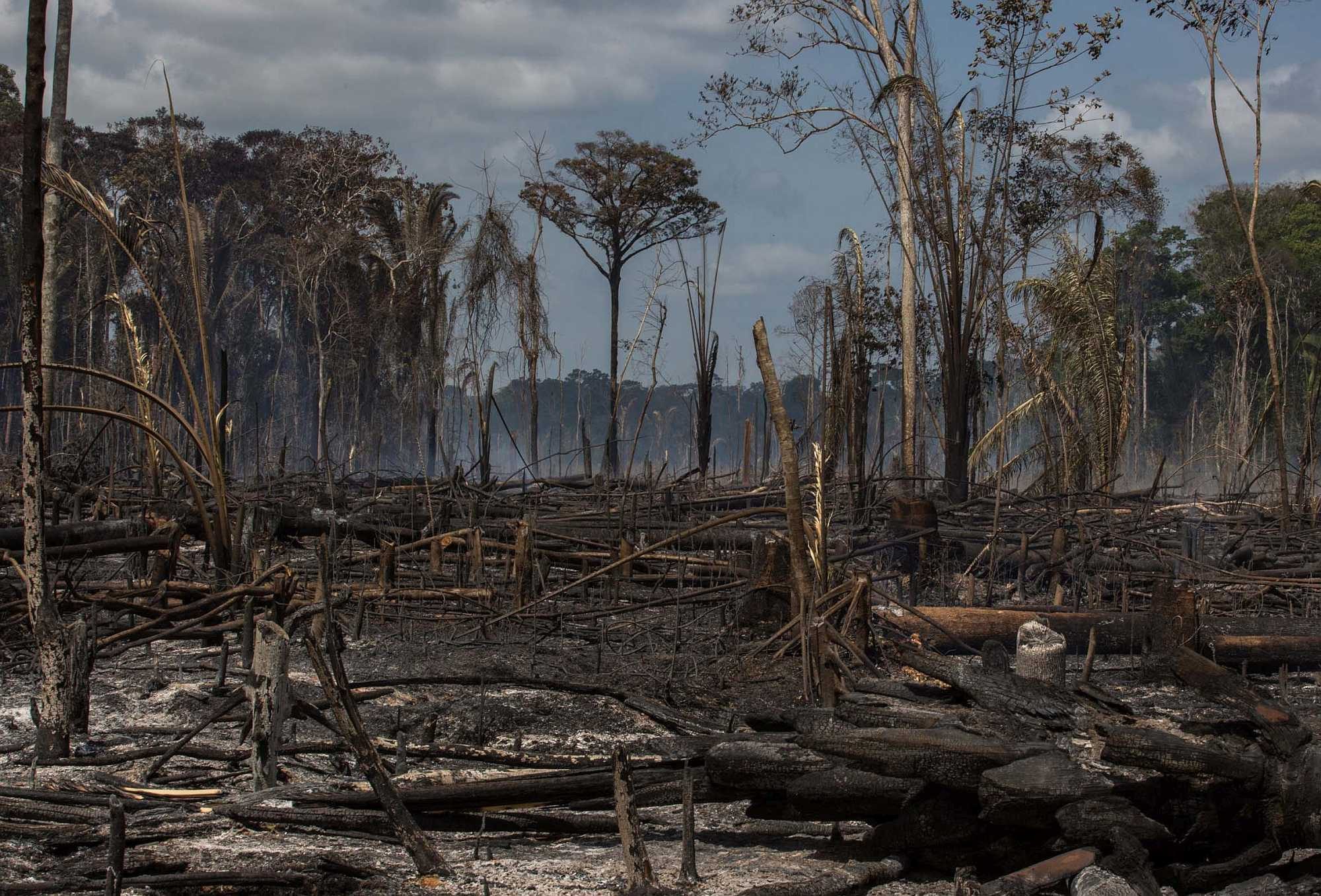Tapajós National Forest set on fire, which is the cheapest way to get rid of the trees