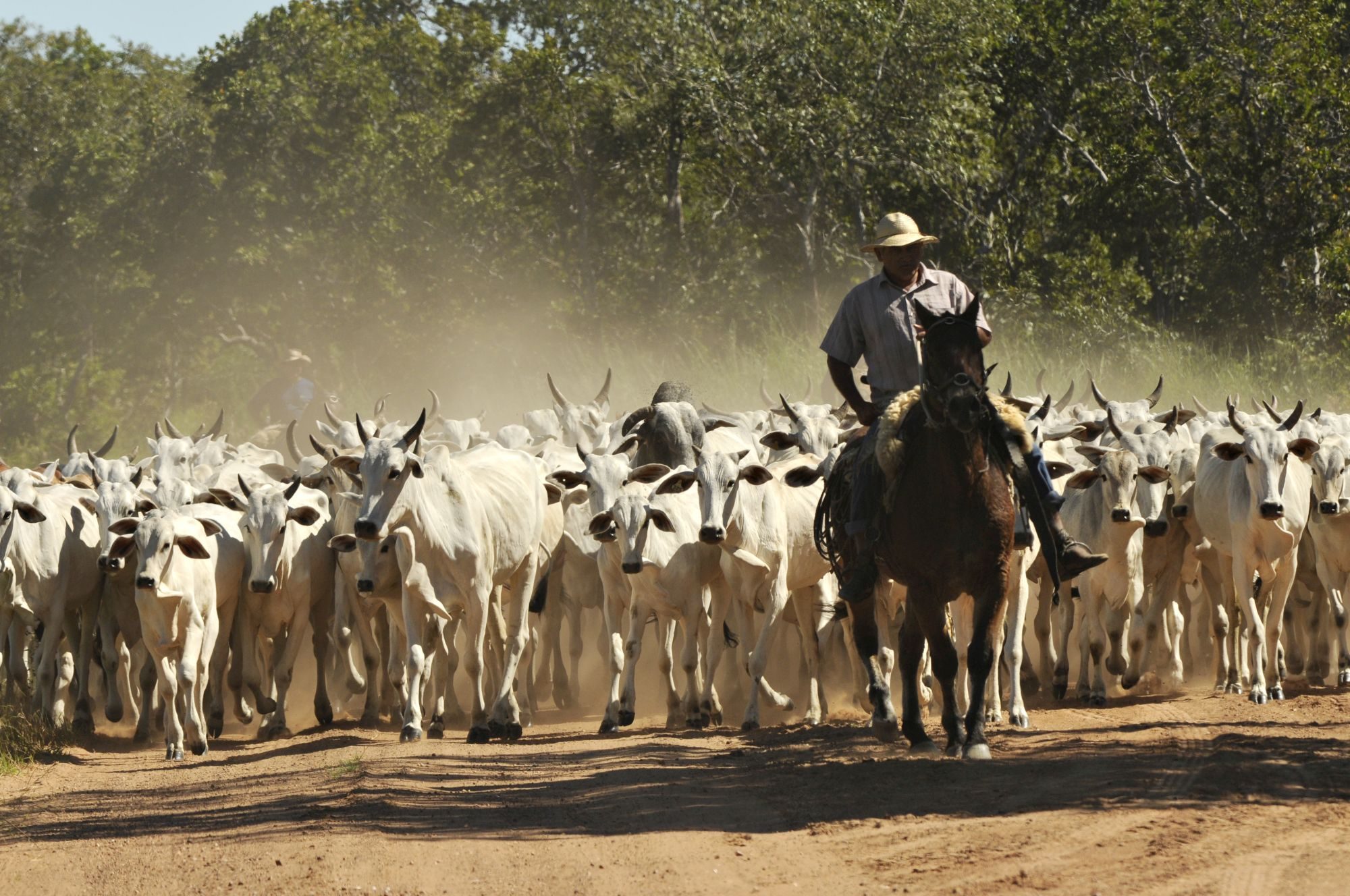 Cattle in the Brazilian Amazon - Adriano Gambarini/WWF-Brasil