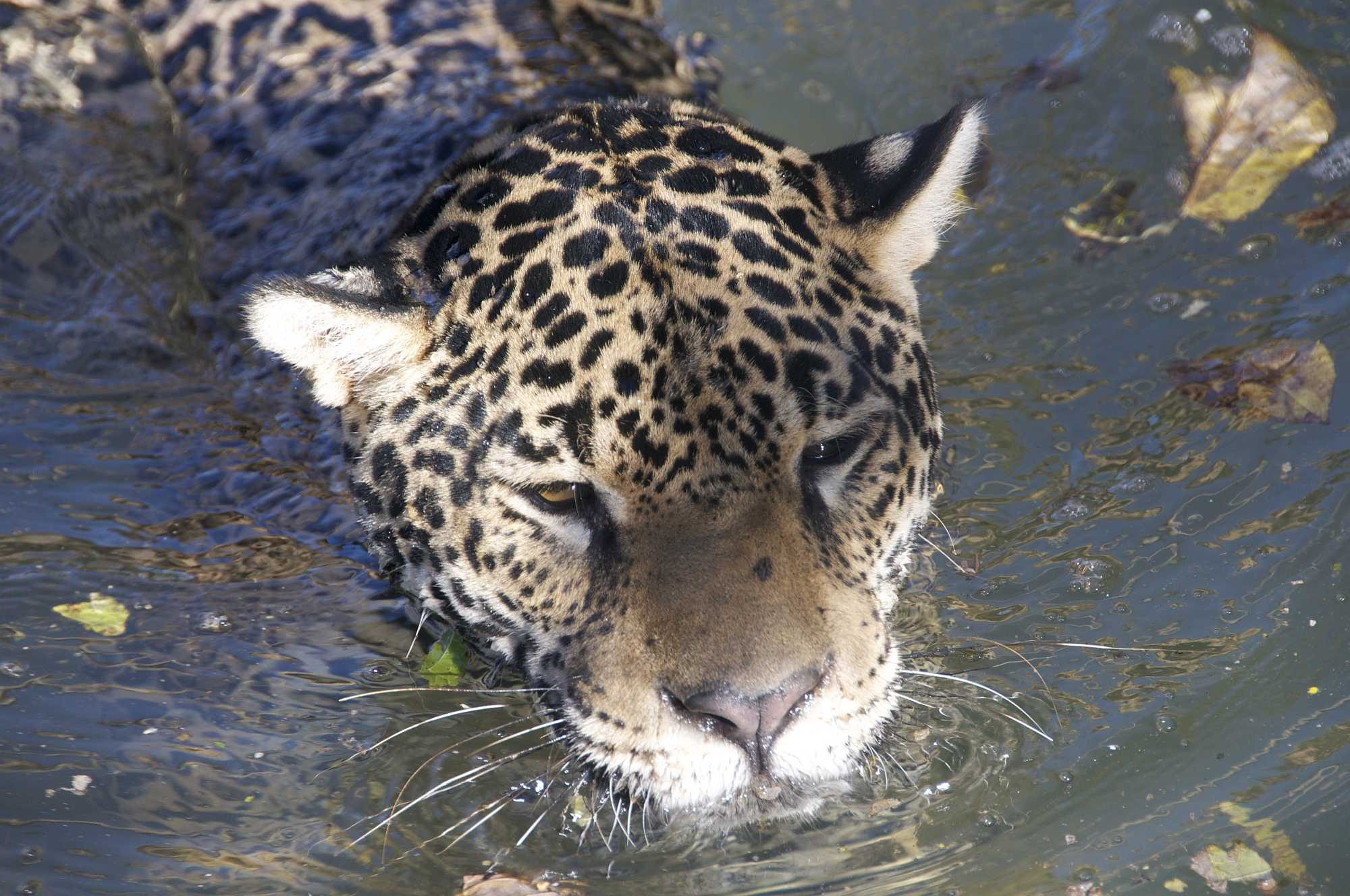 Jaguar swimming in the Amazon
