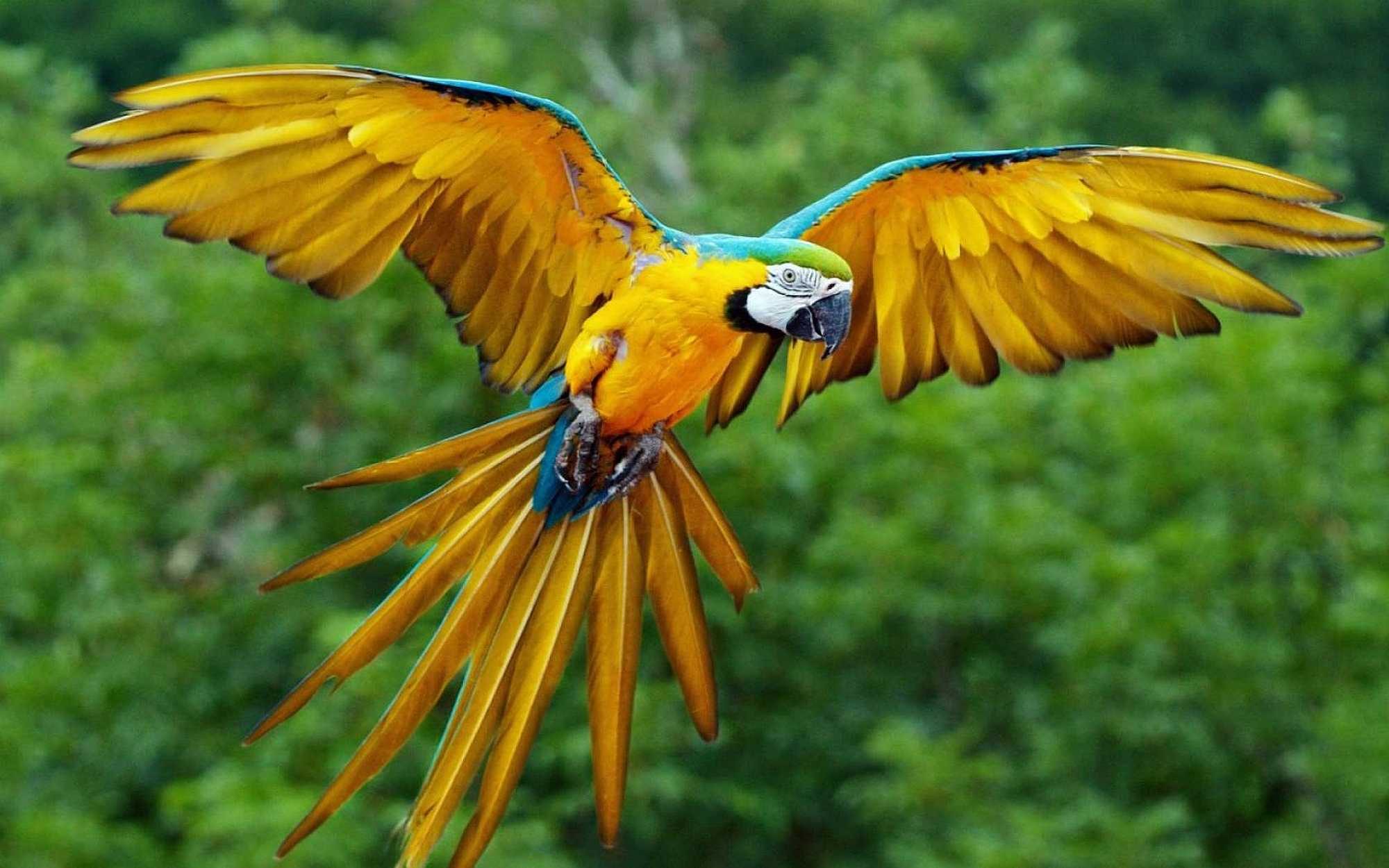 The orange-winged parrot (Amazona amazonica) and the blue and yellow macaw (Ara ararauna) pictured, were the most traded parrot species - Photo by Luc Viatour