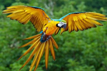 The orange-winged parrot (Amazona amazonica) and the blue and yellow macaw (Ara ararauna) pictured, were the most traded parrot species - Photo by Luc Viatour