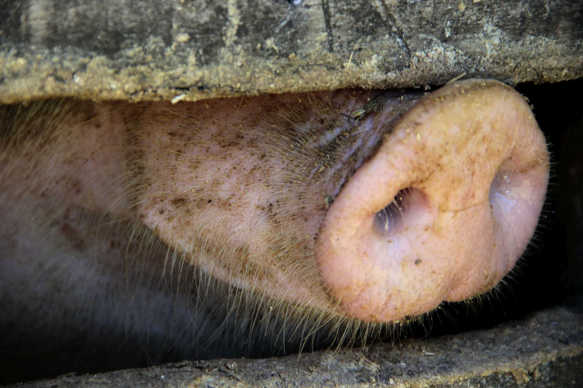 A pig - Photo: Maurício Fanfa A pig - Photo: Maurício Fanfa