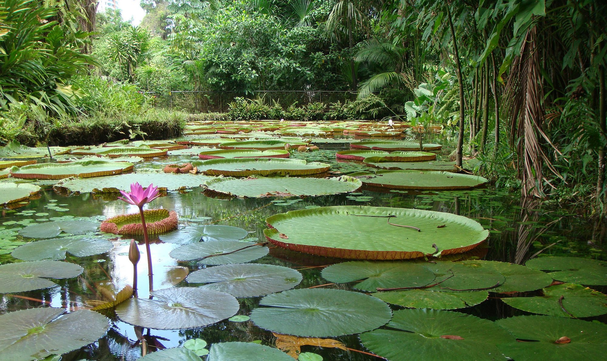Victoria Regia and other Amazonian plants species