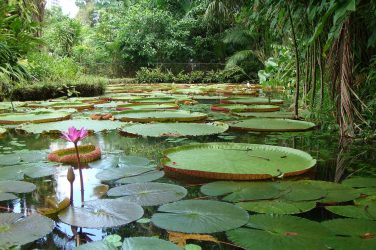Victoria Regia and other Amazonian plants species