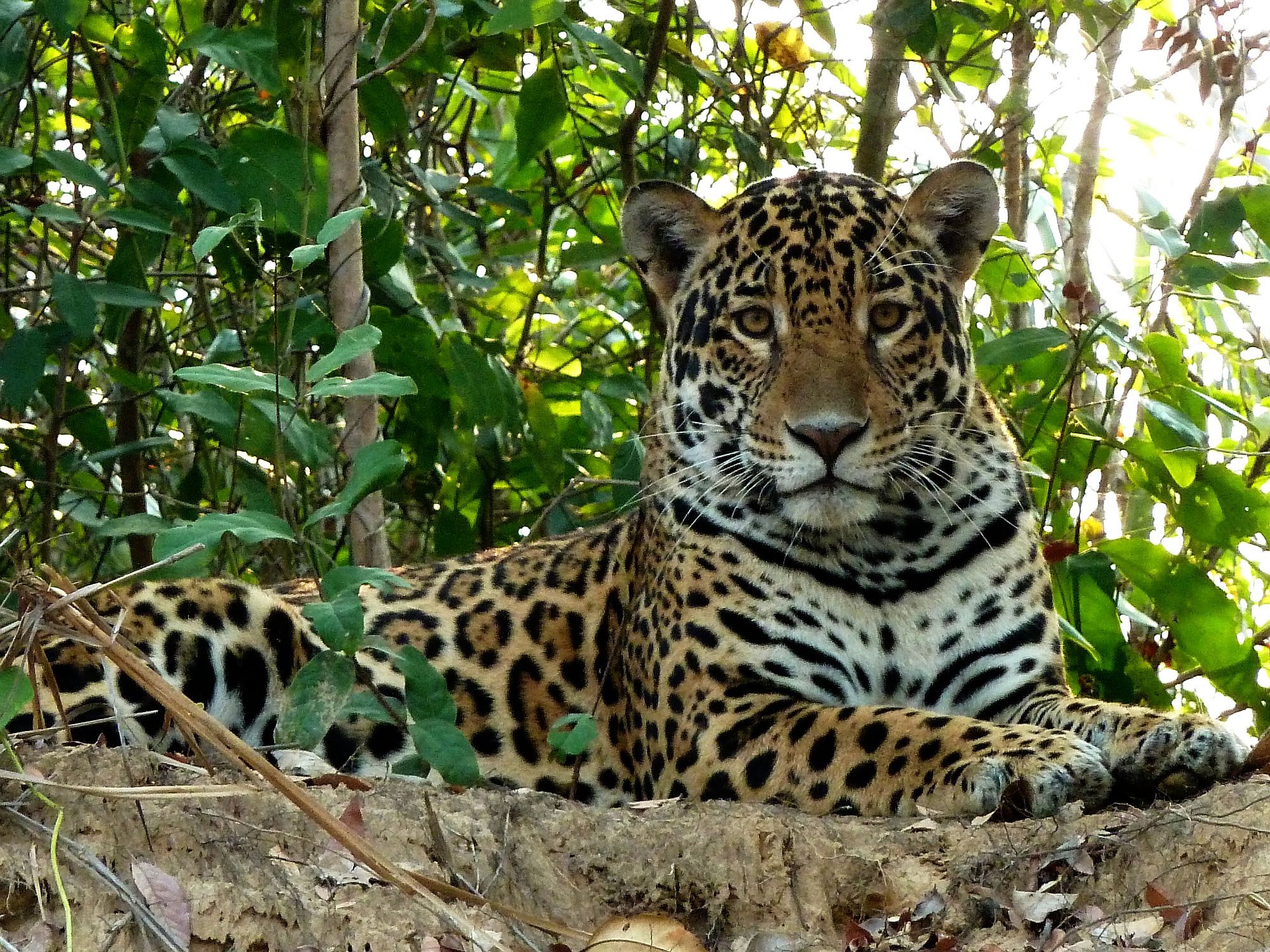 Jaguar (onça) can be seen by the Rio Abobral