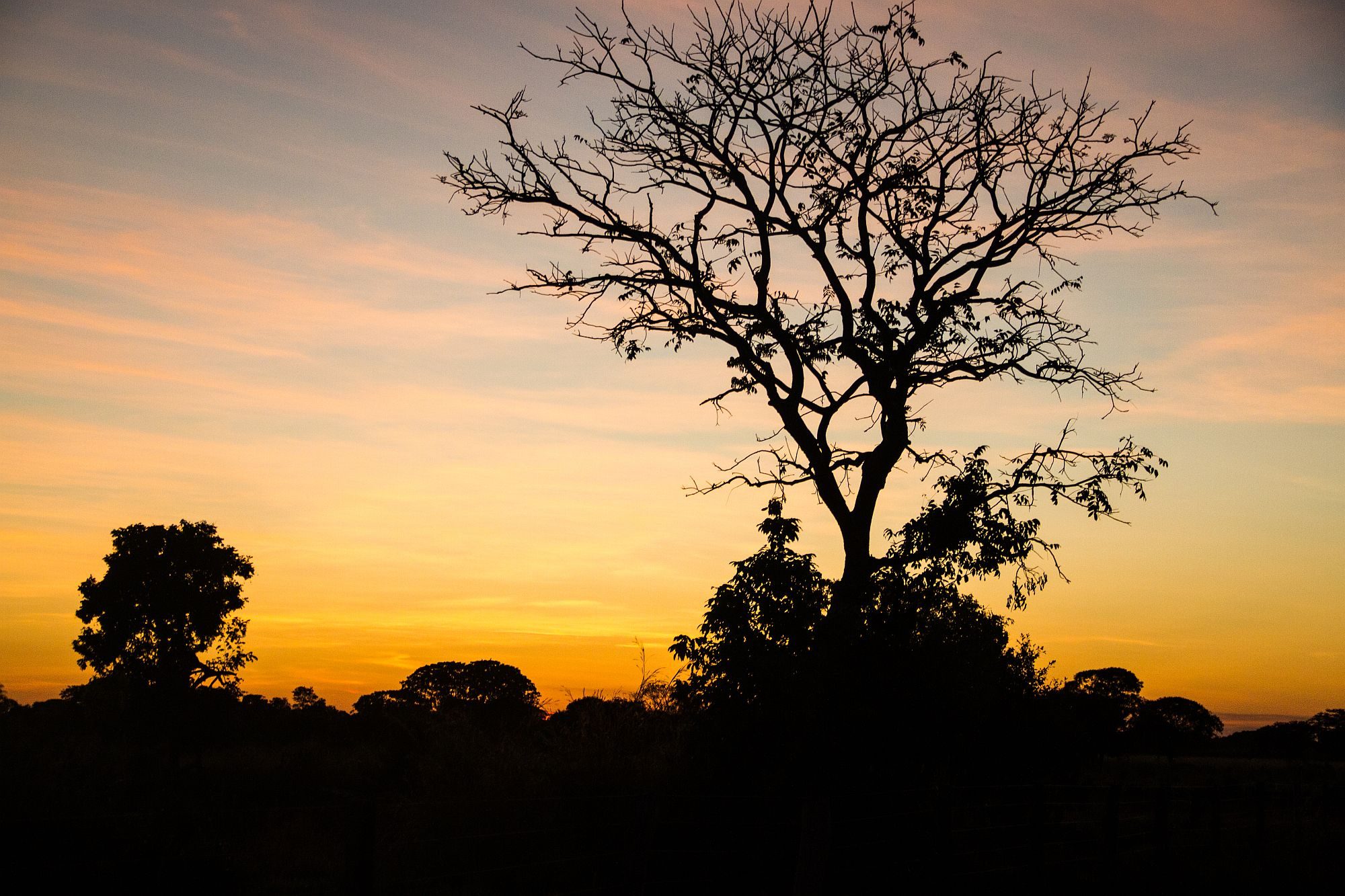 Brazil's Cerrado - Wikimedia