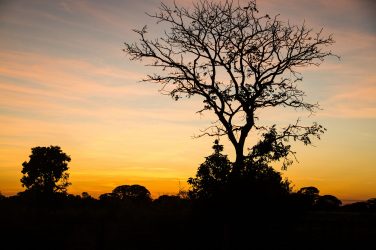 Brazil's Cerrado - Wikimedia