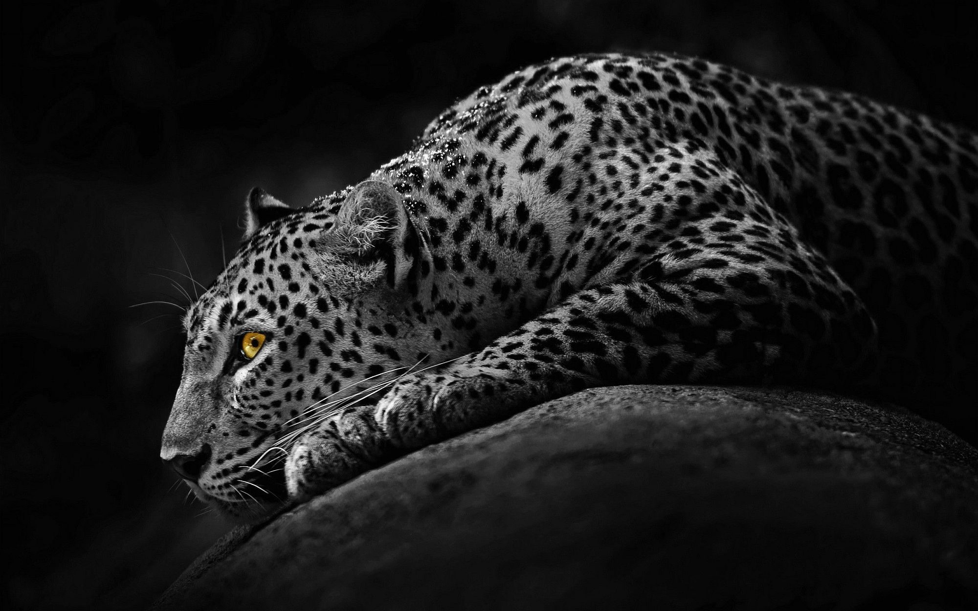 Amazon's jaguar