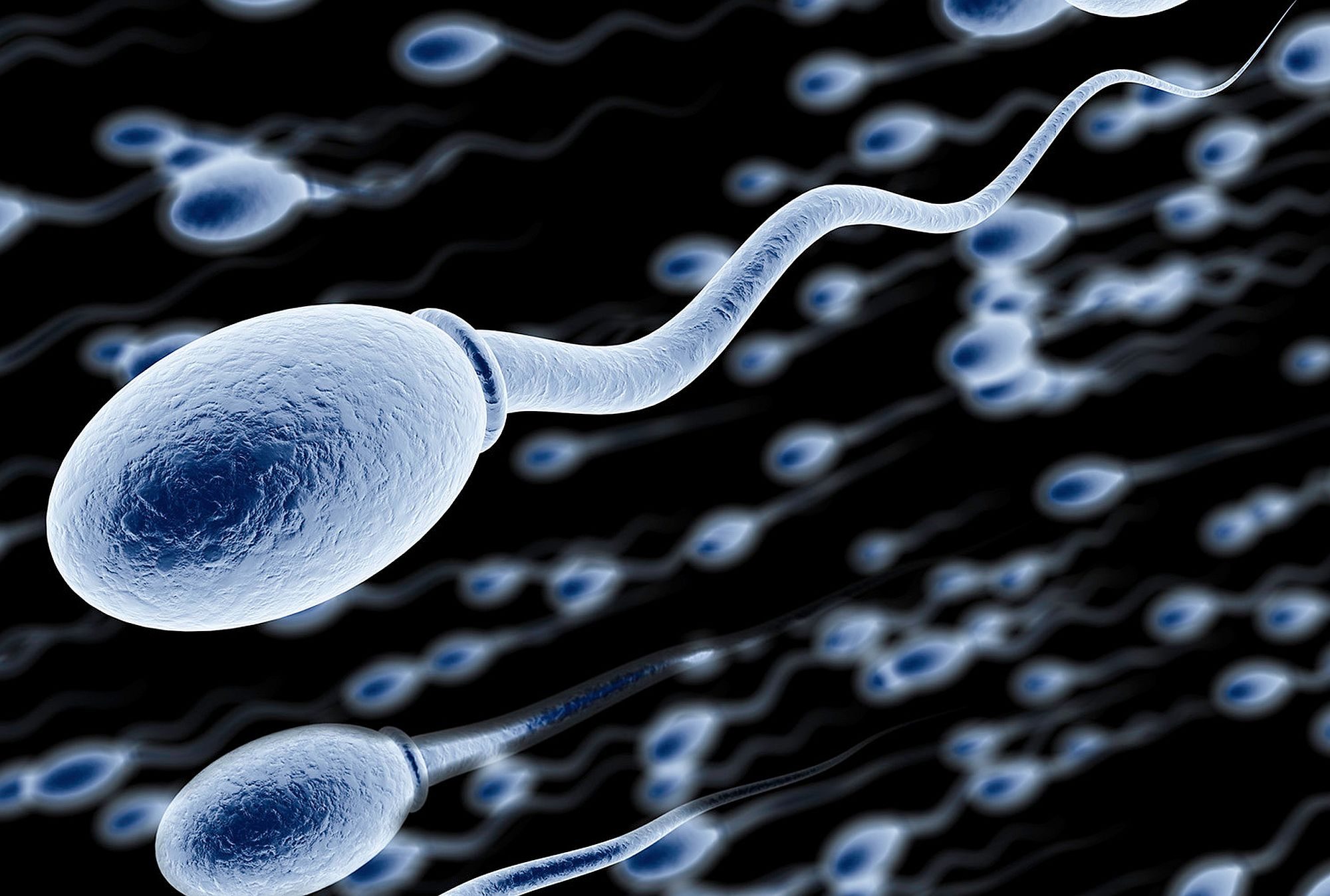 Brazil's racialized sperm economy