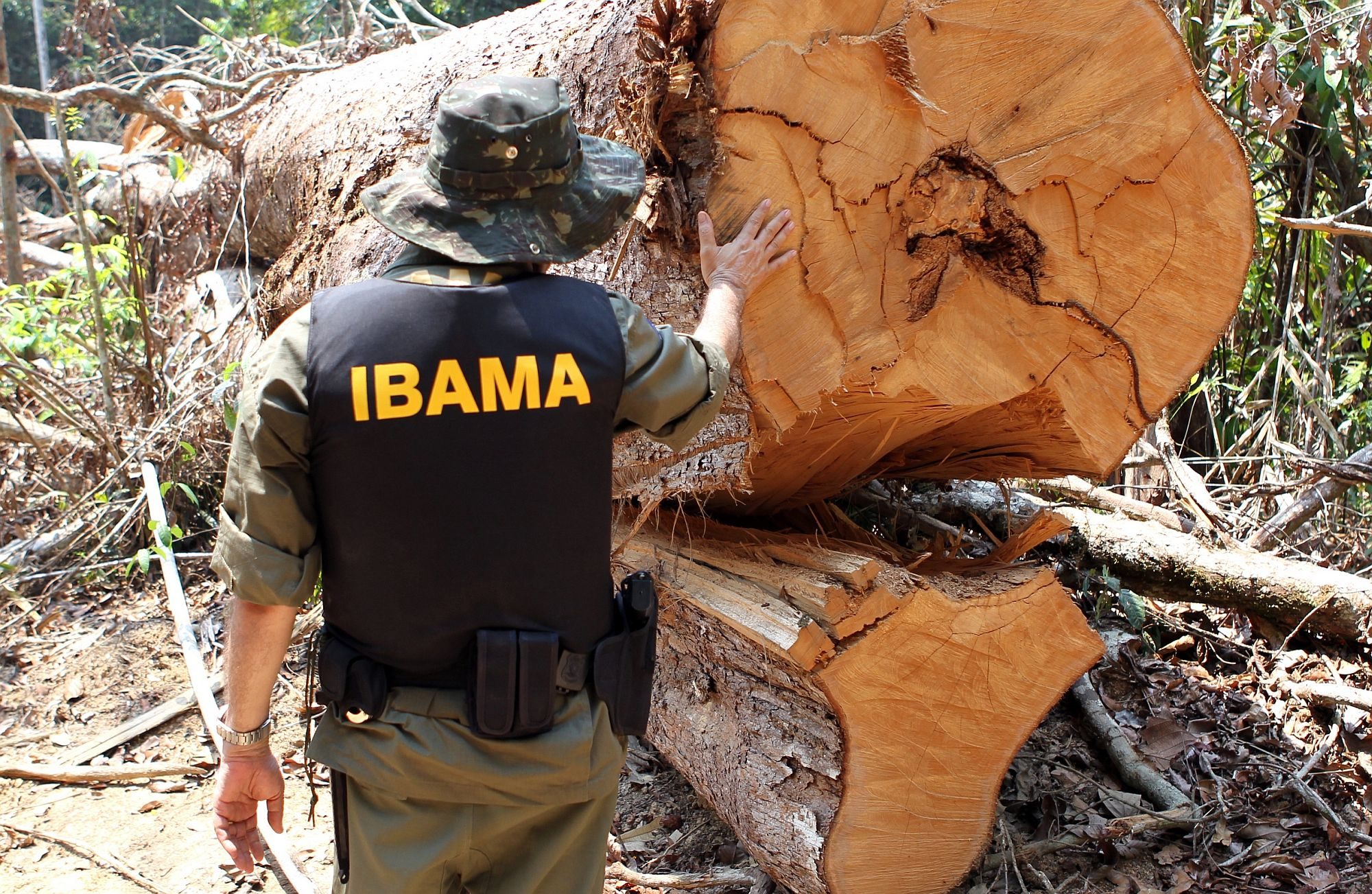 Ibama official looking at tree felled illegally. Photo: Ibama