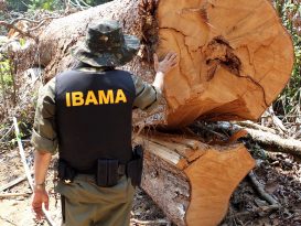Ibama official looking at tree felled illegally. Photo: Ibama