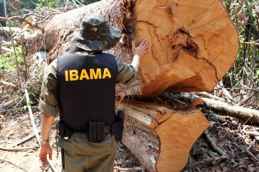 Ibama official looking at tree felled illegally. Photo: Ibama