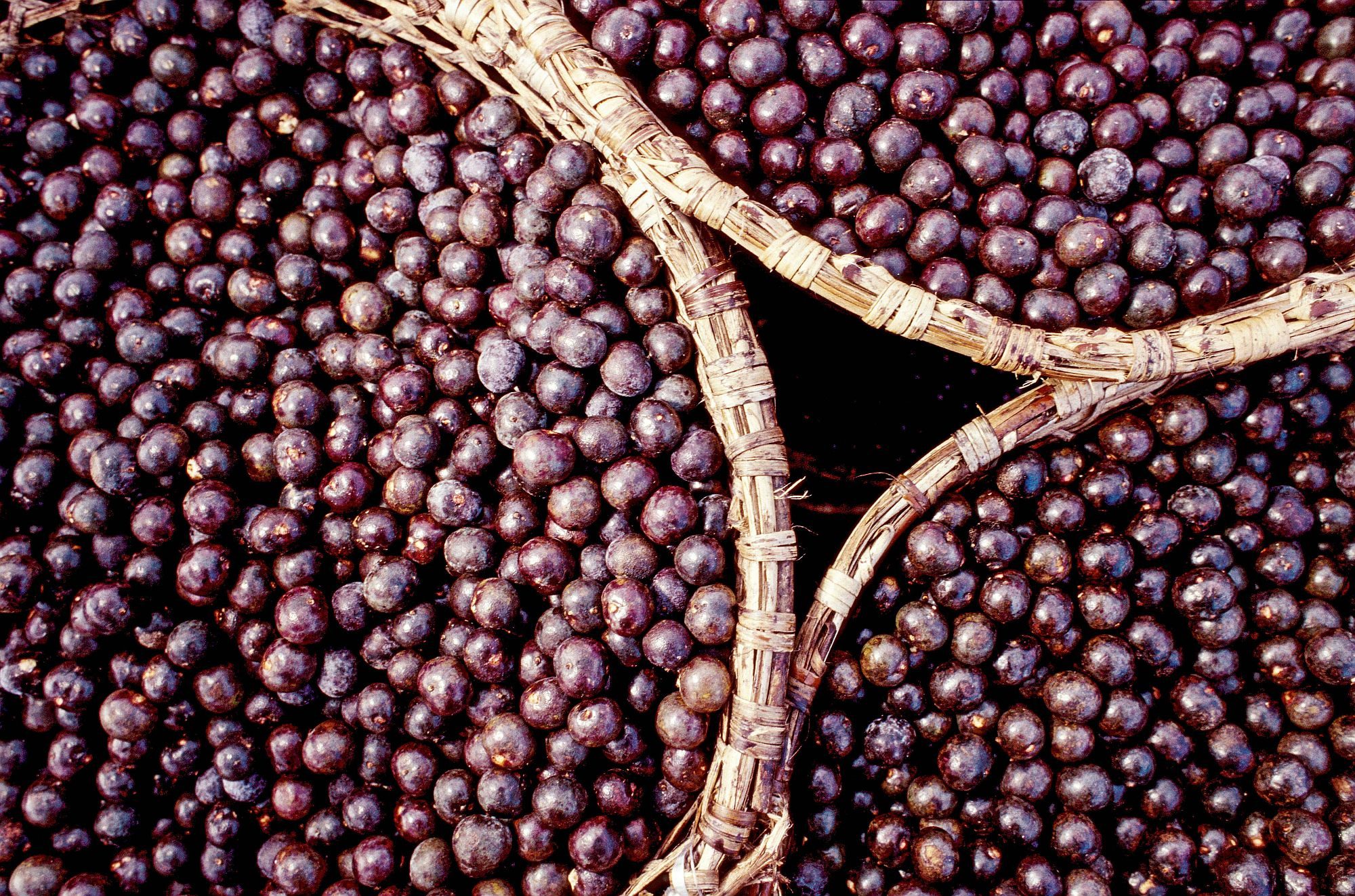 Açaí fruit ready to be made into juice. Photo by André Valentim/TYBA - Publicity