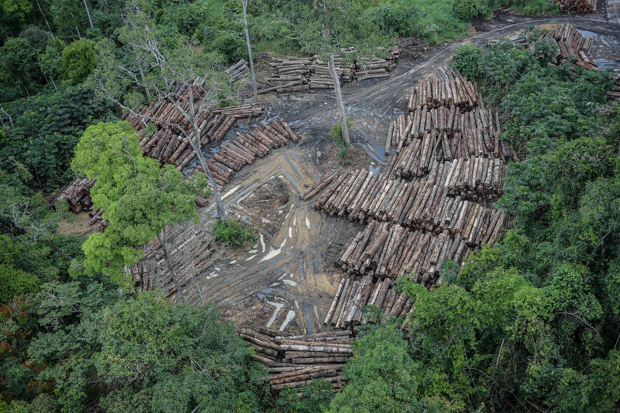 June alone saw the loss of 920 square kilometers of Brazil's Amazon forest