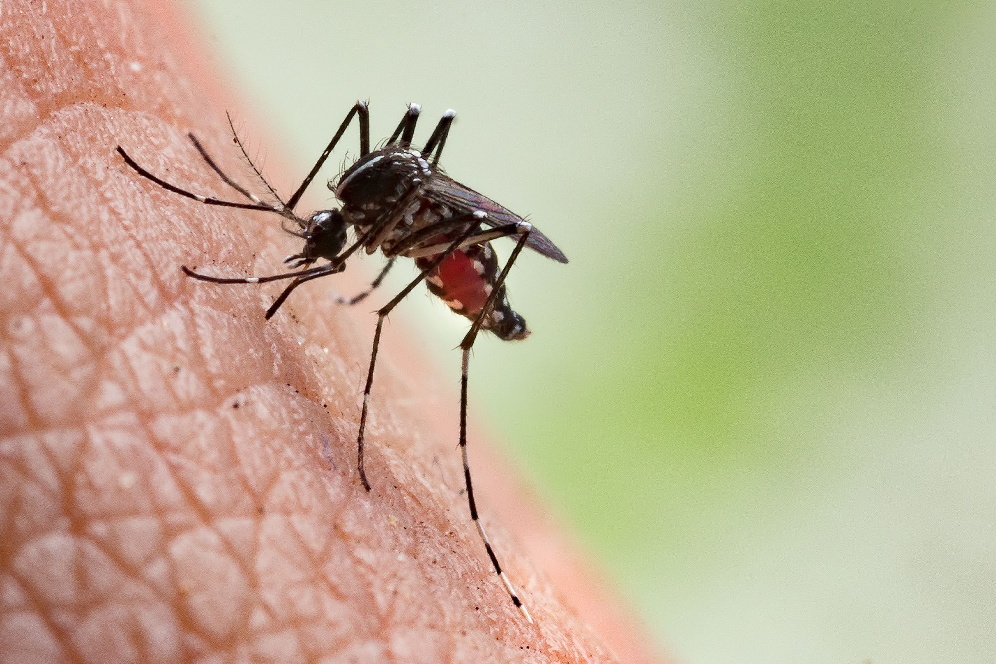 A yellow fever mosquito, Aedes aegypti