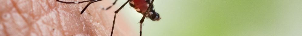 A yellow fever mosquito, Aedes aegypti